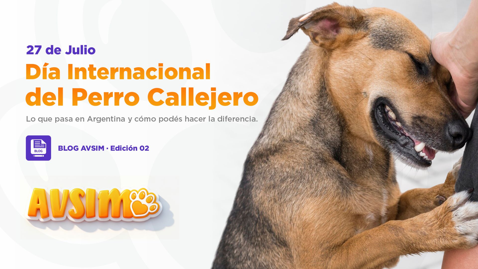 Día Internacional del Perro Callejero: qué es, por qué se celebra hoy y cómo podés hacer la diferencia